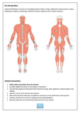 Muscular system diagram with labels on a white background