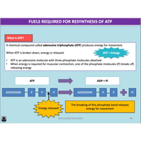 ATAR UNIT 1 & 2 - Exercise Physiology 3rd Edition - Powerpoint