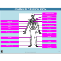 ATAR Functional Anatomy