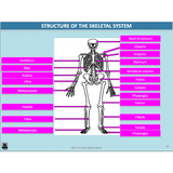 ATAR Functional Anatomy