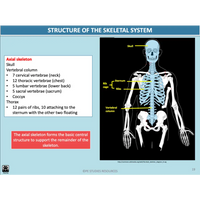 Interactive Anatomy Animations