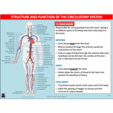 ATAR UNIT 1 & 2 - Functional Anatomy 3rd Edition - Powerpoint