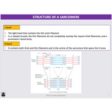 ATAR UNIT 3 & 4 - Functional Anatomy 4th Edition - Powerpoint