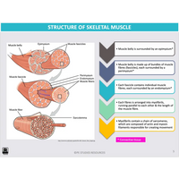 Interactive Anatomy Animations