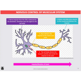 ATAR UNIT 3 & 4 - Functional Anatomy 4th Edition - Powerpoint