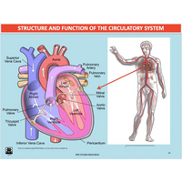 GENERAL Unit 1 & 2 - Functional Anatomy - Powerpoint