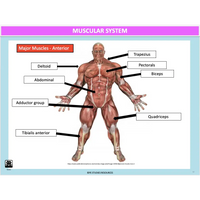 GENERAL Unit 1 & 2 - Functional Anatomy - Powerpoint