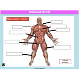 GENERAL Unit 1 & 2 - Functional Anatomy - Powerpoint