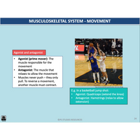 GENERAL Unit 3 & 4 - Functional Anatomy 2nd ed - Powerpoint
