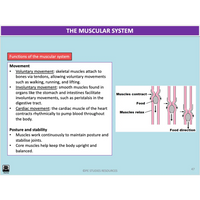 How do the systems of the body influence and respond to movement? - Powerpoint