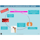 How do the systems of the body influence and respond to movement? - Powerpoint