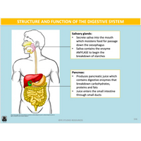 How do the systems of the body influence and respond to movement? - Powerpoint