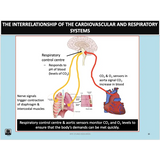 UNIT 1 AOS 2 - How does the Cardiorespiratory System function at rest and during physical activity? - Powerpoint