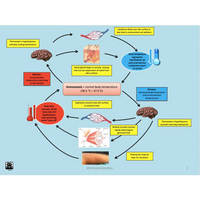 UNIT 1 AOS 2 - How does the Cardiorespiratory System function at rest and during physical activity? - Powerpoint