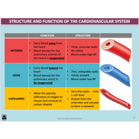 UNIT 1 AOS 2 - What role does the Cardiorespiratory System play in movement? (2nd ed) - Powerpoint