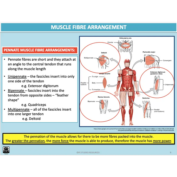 UNIT 1 AOS 1 - How does the Musculoskeletal System work to produce movement? - Powerpoint