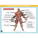 UNIT 1 SPORT SCIENCE FOUNDATION - Body Systems - Powerpoint