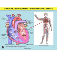 UNIT 1 SPORT SCIENCE FOUNDATION - Body Systems - Powerpoint