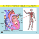 UNIT 1 SPORT SCIENCE FOUNDATION - Body Systems - Powerpoint