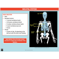 UNIT 1 SPORT SCIENCE FOUNDATION - Body Systems - Powerpoint