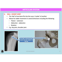 UNIT 1 SPORT SCIENCE FOUNDATION - Body Systems - Powerpoint