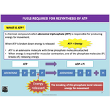 UNIT 1 SPORT SCIENCE FOUNDATION - Body Systems - Powerpoint