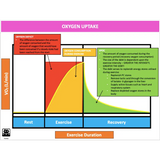 UNIT 1 SPORT SCIENCE LEVEL 3 - Exercise Physiology A - Powerpoint