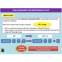 UNIT 4 Topic 1 - Energy Fitness & Training for Physical Activity - Powerpoint