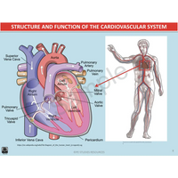 Year 10 Sport Science (QCE) - Package