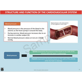 Year 10 Sport Science (VCE) - Package