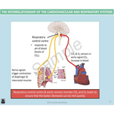 Year 10 Sport Science (VCE) - Package